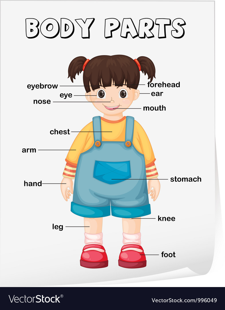 Body Parts Diagram Poster Royalty Free Vector Image