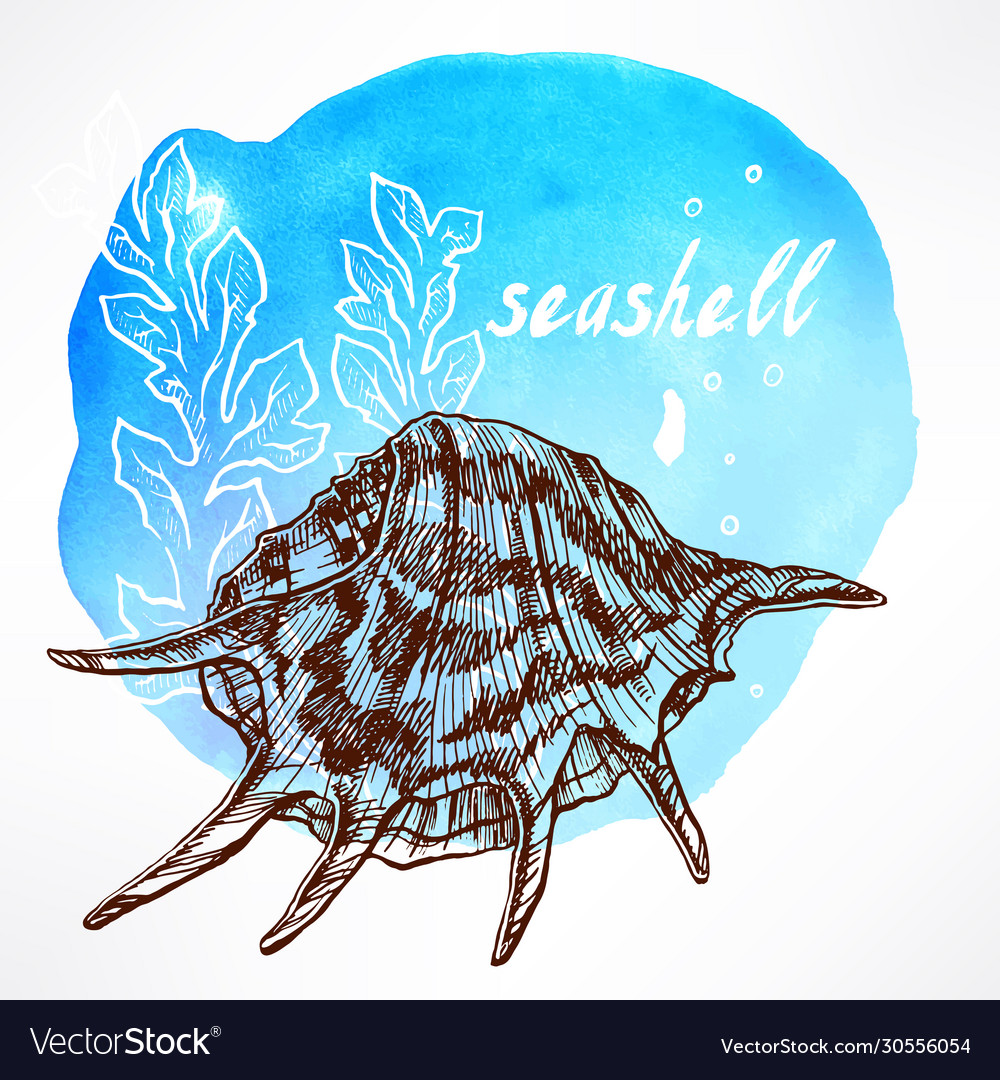 Background with seaweed and shell - 3