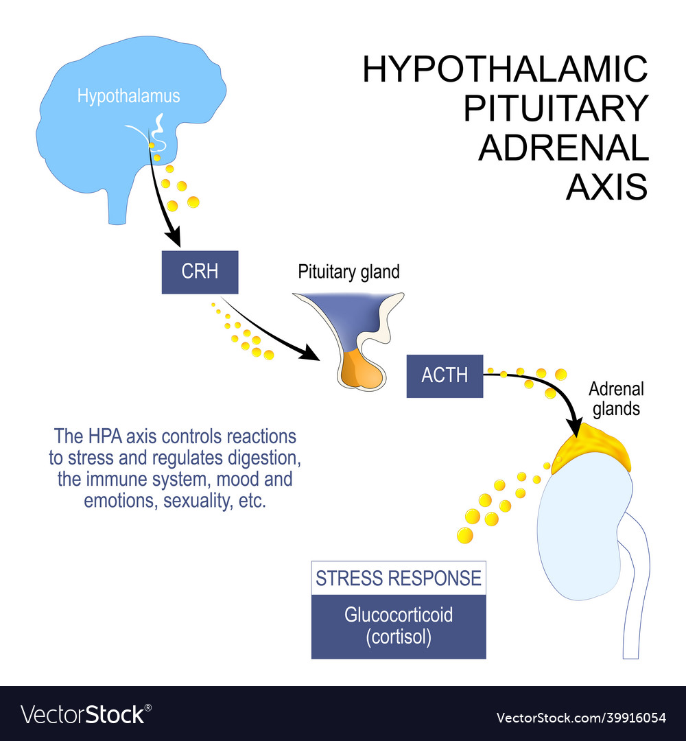 Hypothalamic Pituitary Adrenal Axis Royalty Free Vector