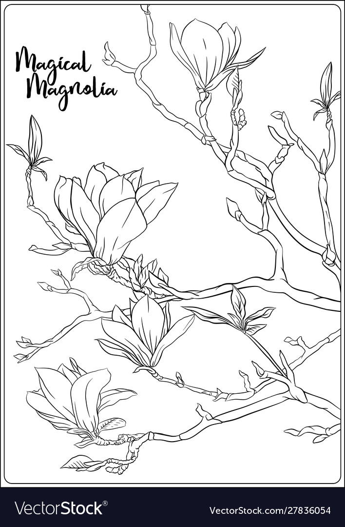 Magnolia tree branch