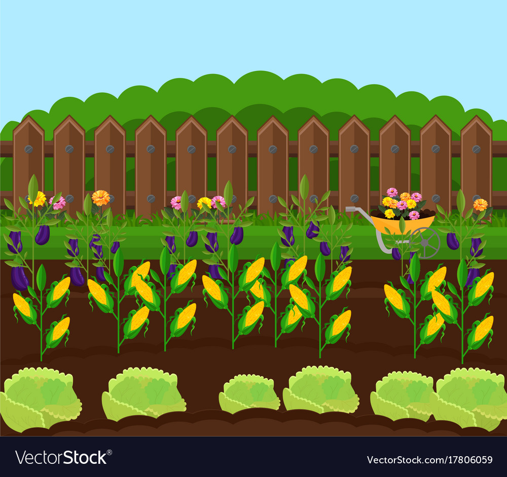 Corn harvest garden countryside Royalty Free Vector Image