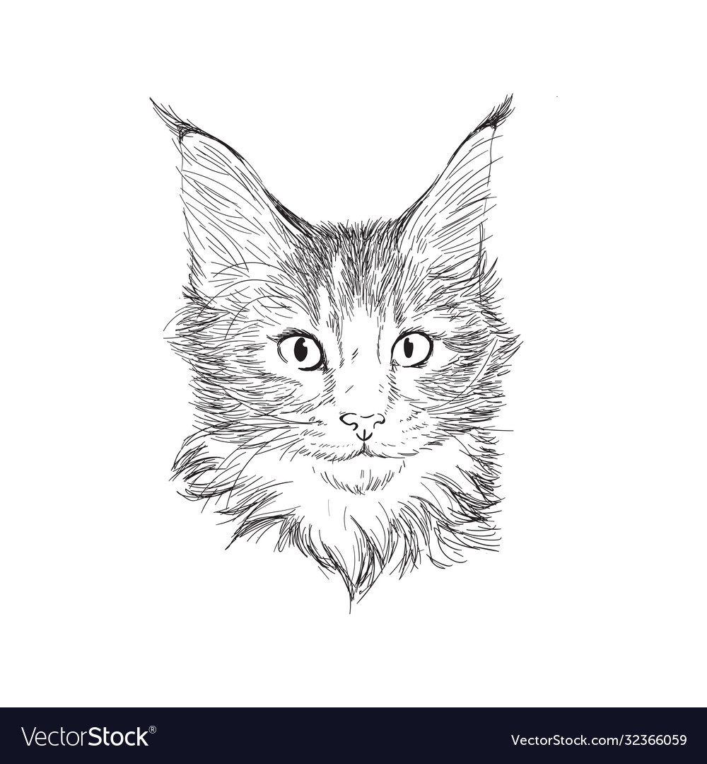 Hand drawn portrait maine coon cat in sketch