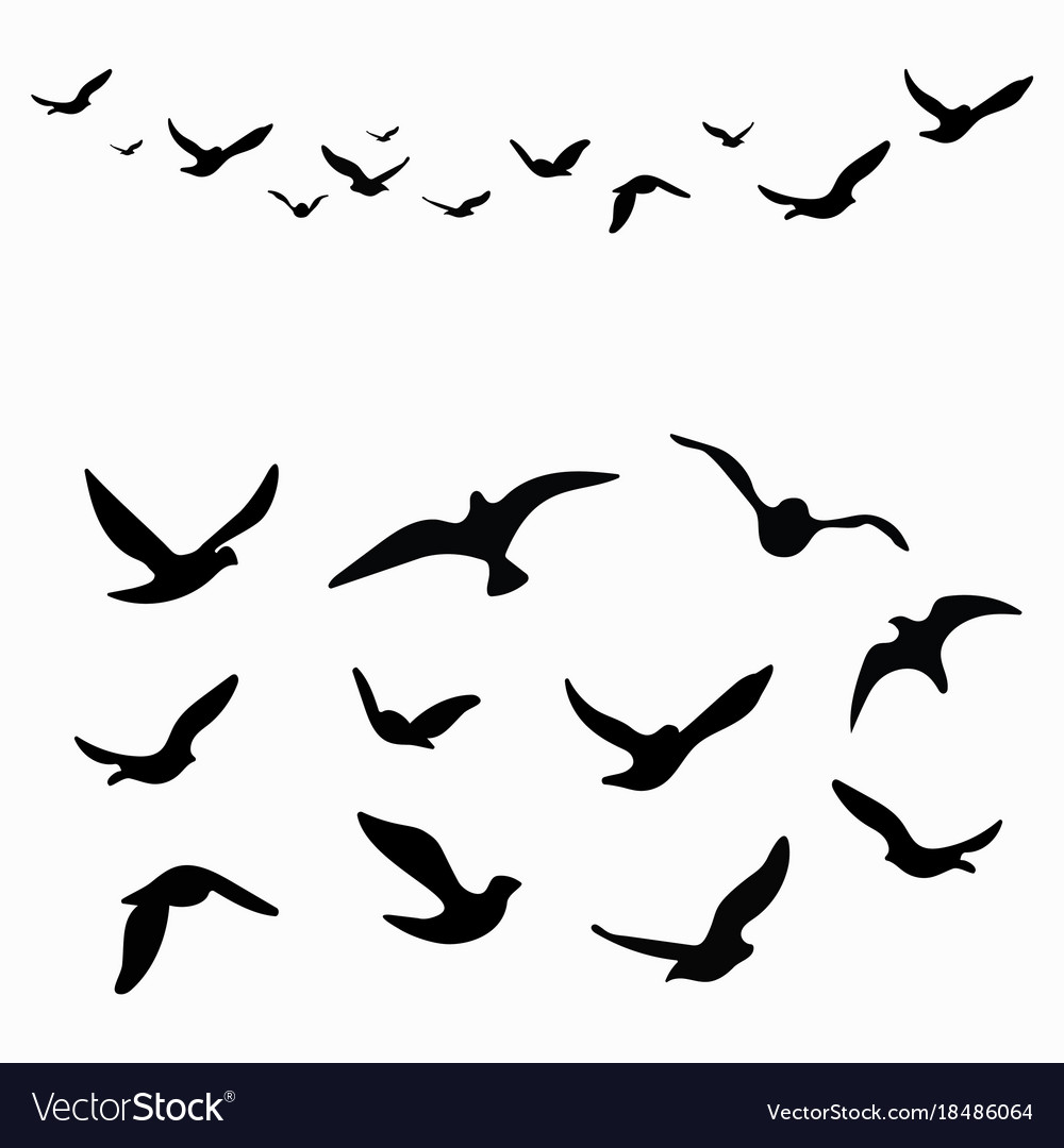 Silhouette of a flock birds black contours