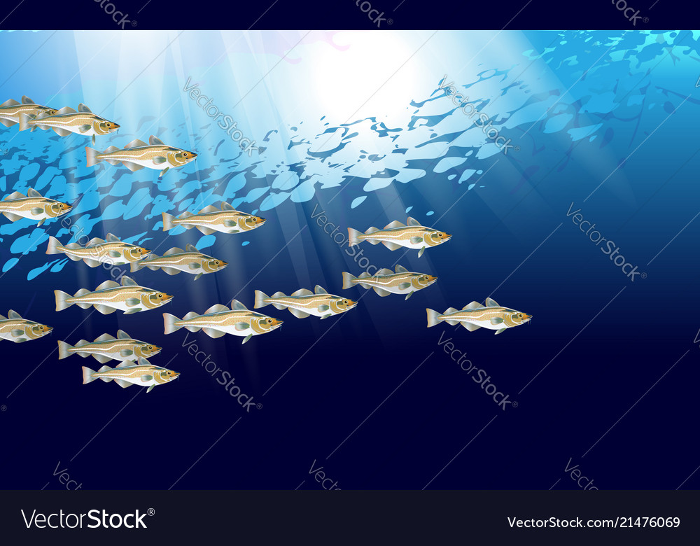 Atlantic Codfish Background