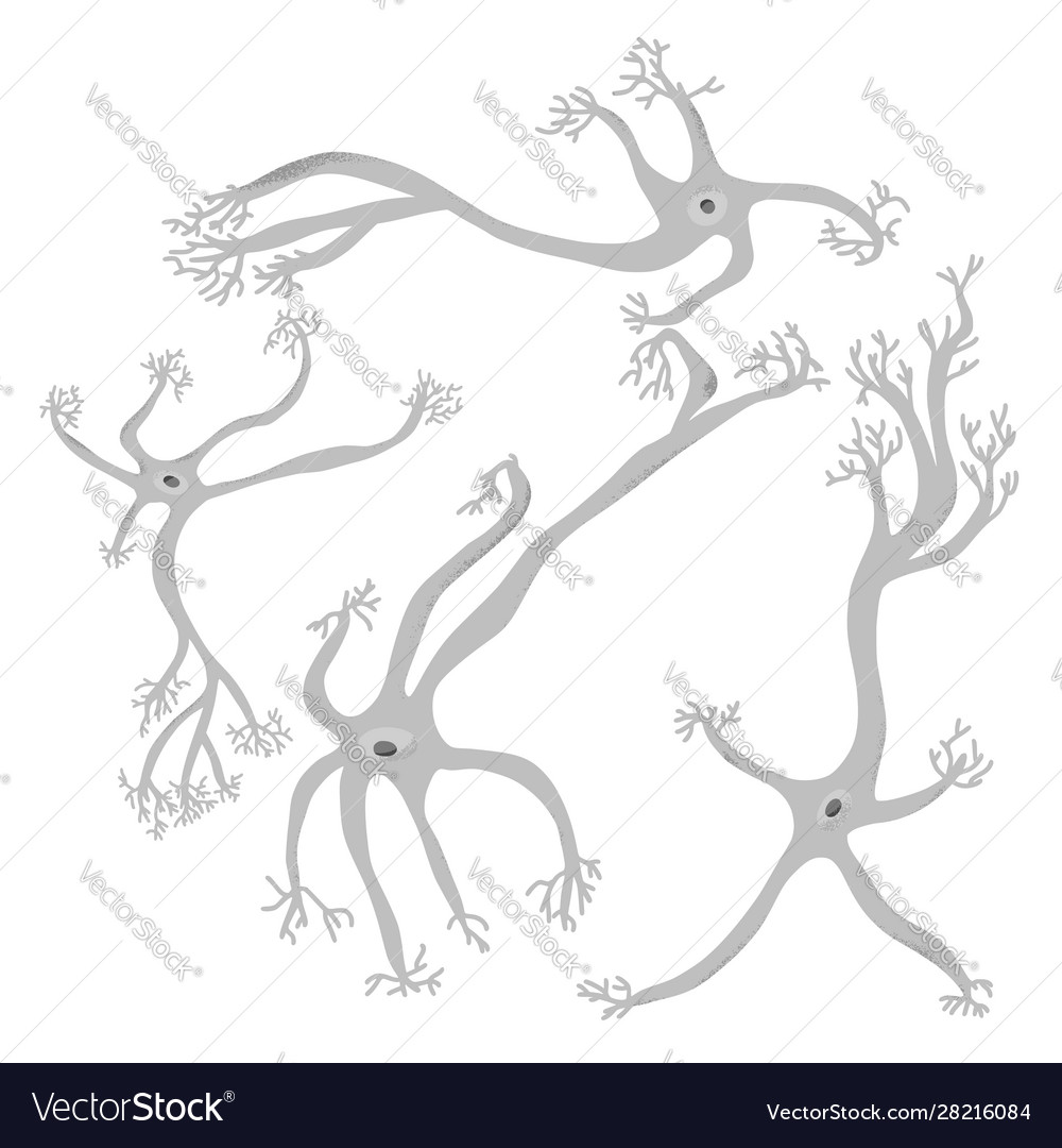 Neuron cells simple design vector image Neuron cells simple design