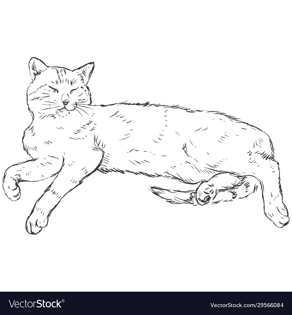 Sketch lying cat vector image Sketch lying cat
