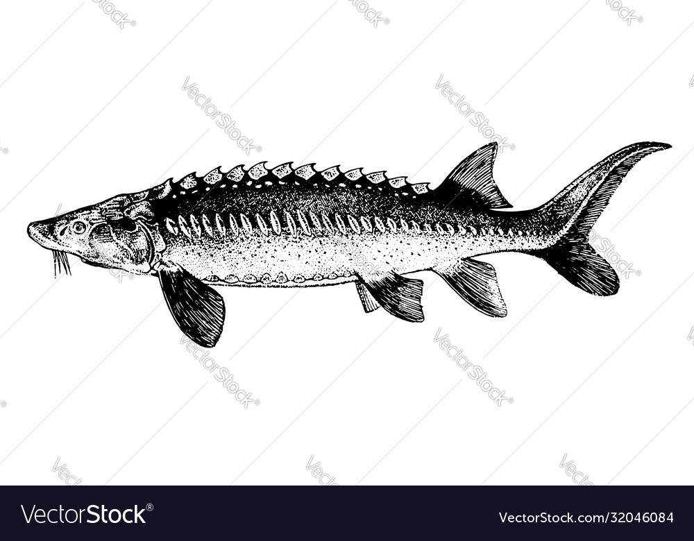 White sturgeon fish collection Royalty Free Vector Image