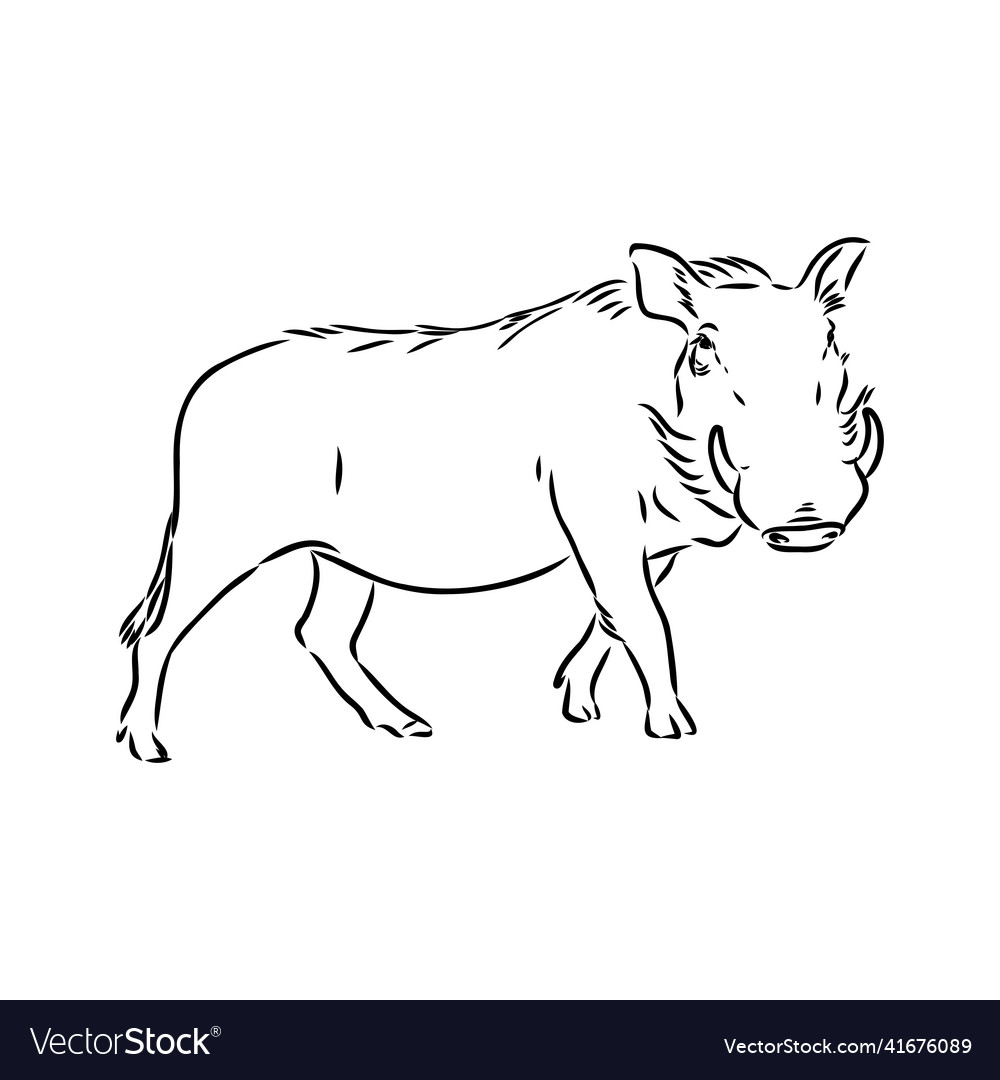 Black and white line drawing of a warthog