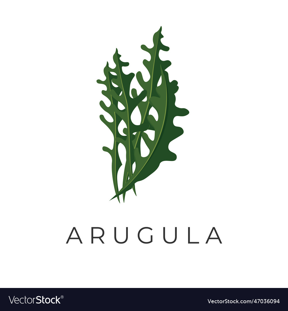 A bunch of green arugula Royalty Free Vector Image