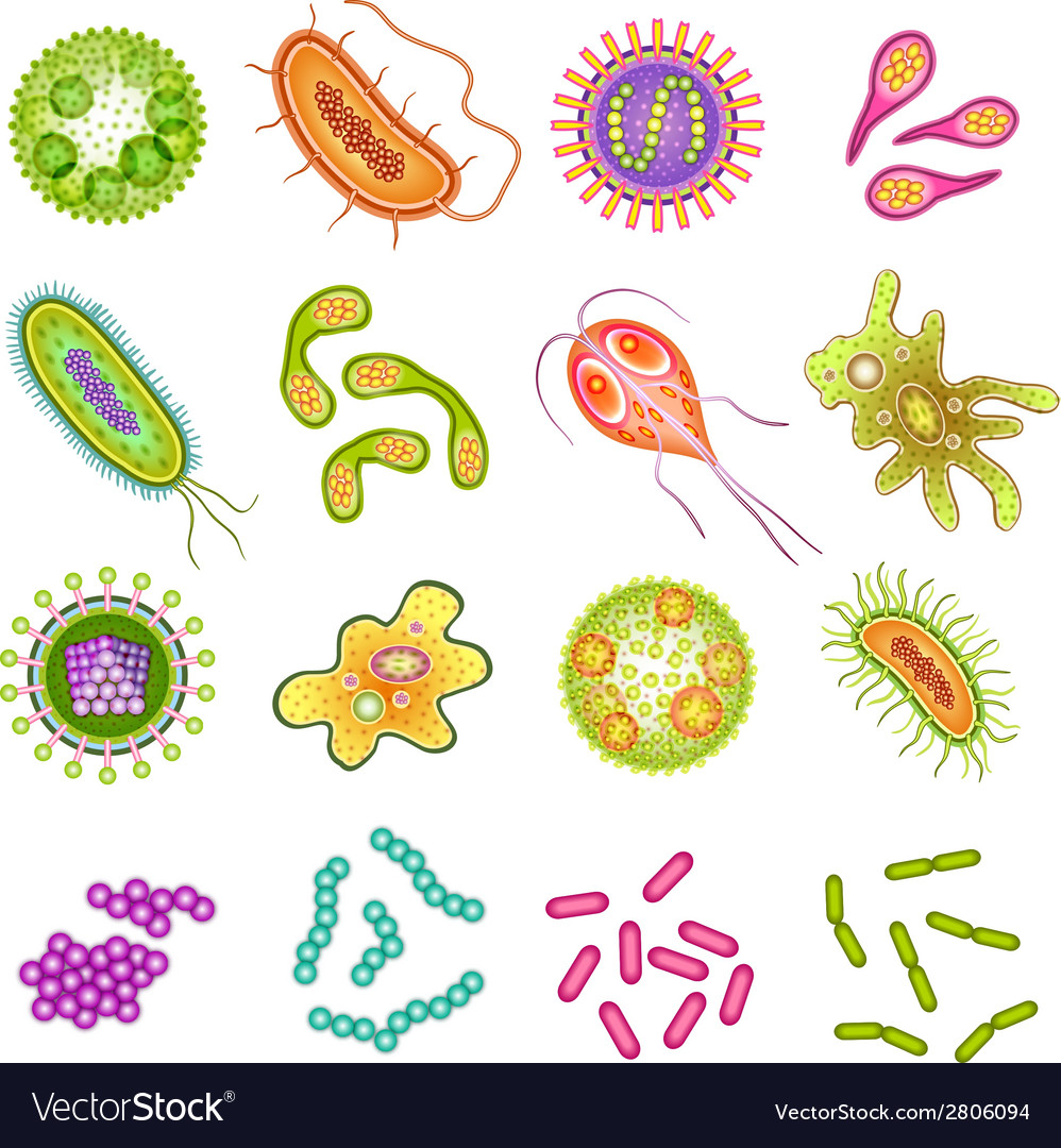 Bacteria and virus cells Royalty Free Vector Image