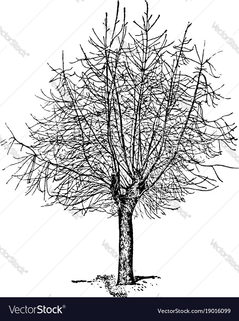 Dark, Twisted Tree Sketch