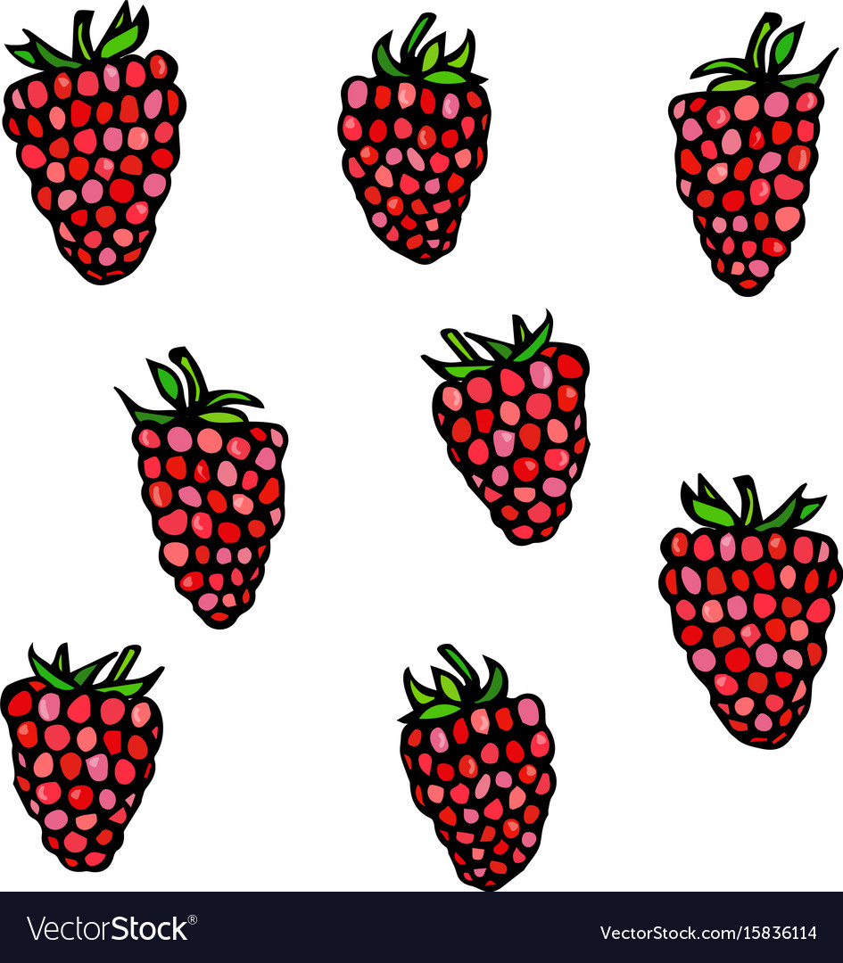 Raspberry doodle style sketch isolated