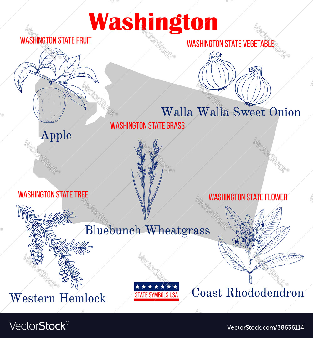 Washington set usa official state symbols Vector Image