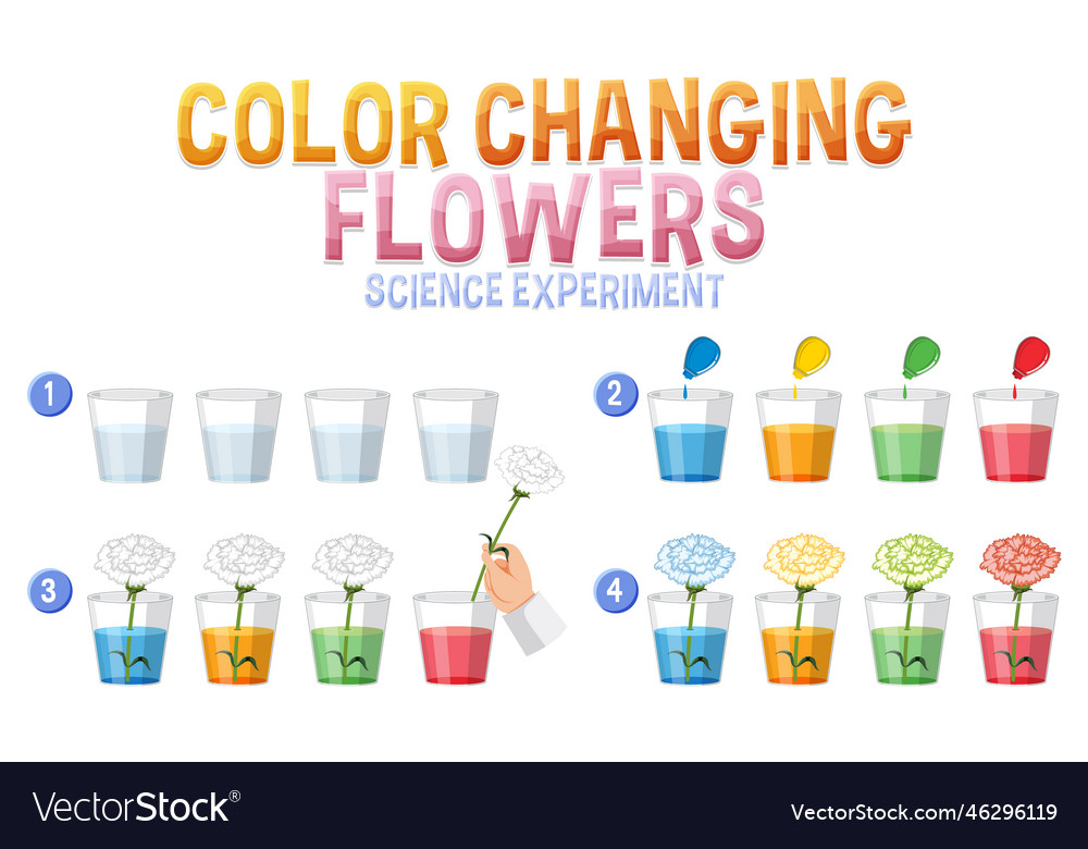 Color changing flowers science experiment Vector Image