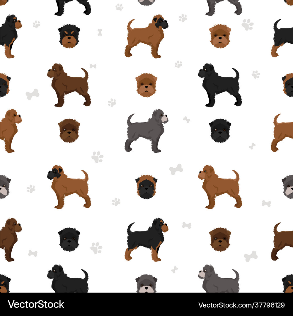 affenpinscher colors