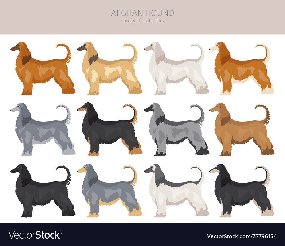 Afghan hound all colours clipart different coat Vector Image