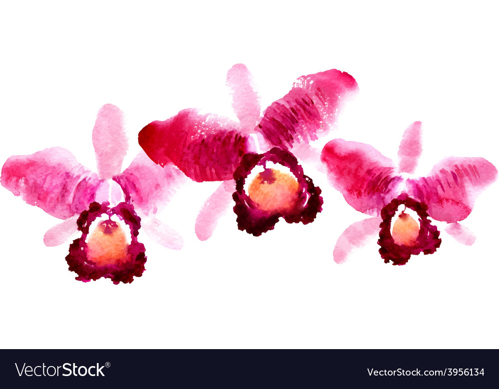 Branch Of Red Watercolor Orchids Royalty Free Vector Image Branch Of Red Watercolor Orchids Royalty Free Vector Image