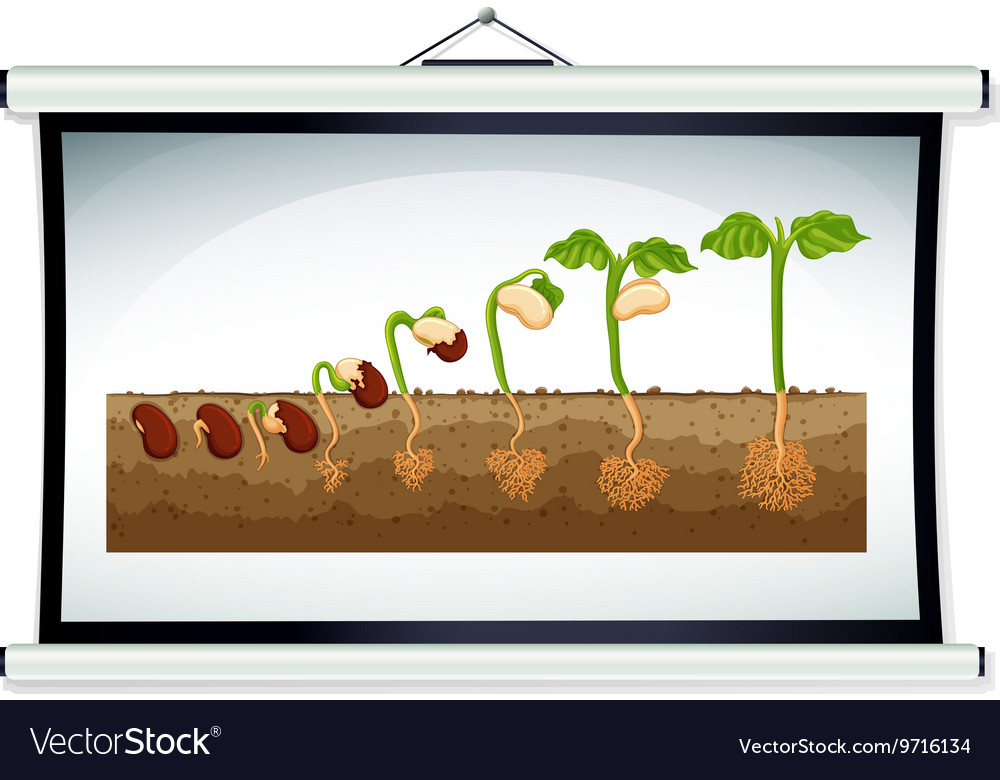 Chart showing the growing of plant Royalty Free Vector Image