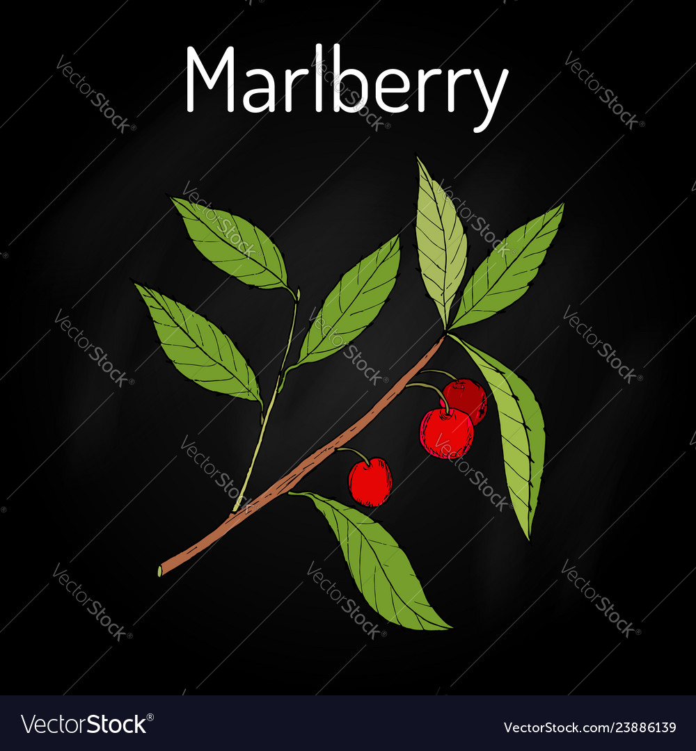 Marlberry ardisia japonica medicinal plant vector image Marlberry ardisia japonica medicinal plant