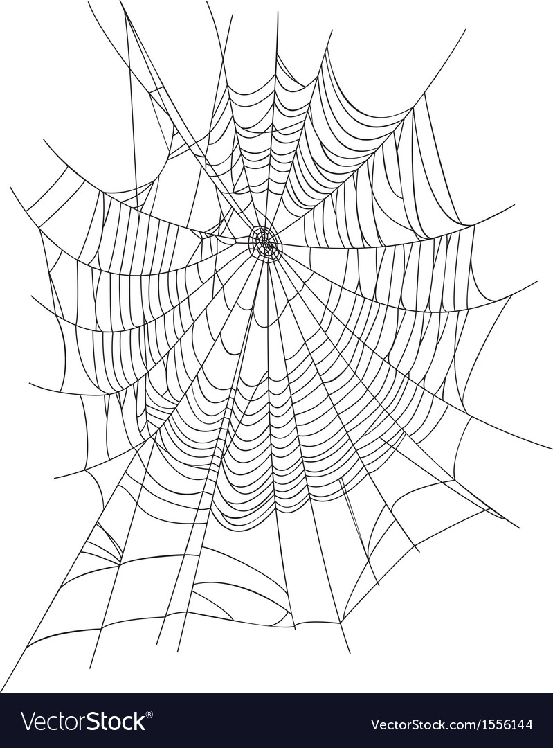 Spider web Royalty Free Vector Image - VectorStock