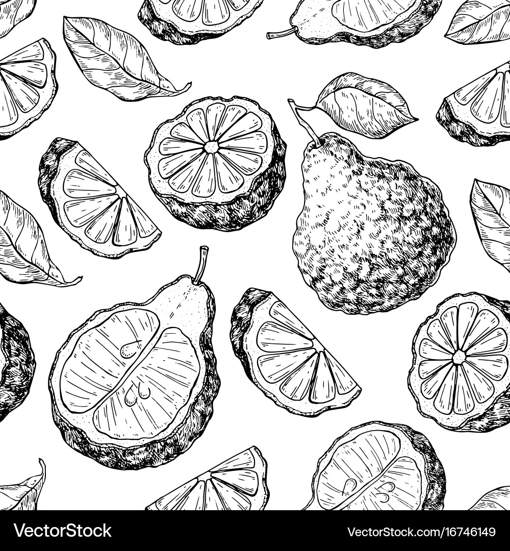 Bergamot seamless pattern drawing isolated Vector Image
