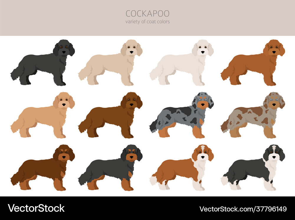 Cockapoo mix breed clipart different poses coat Vector Image