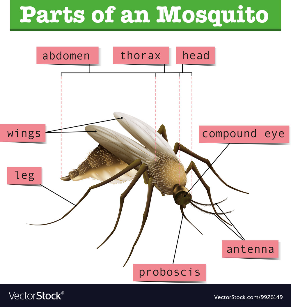 Different parts of mosquito Royalty Free Vector Image