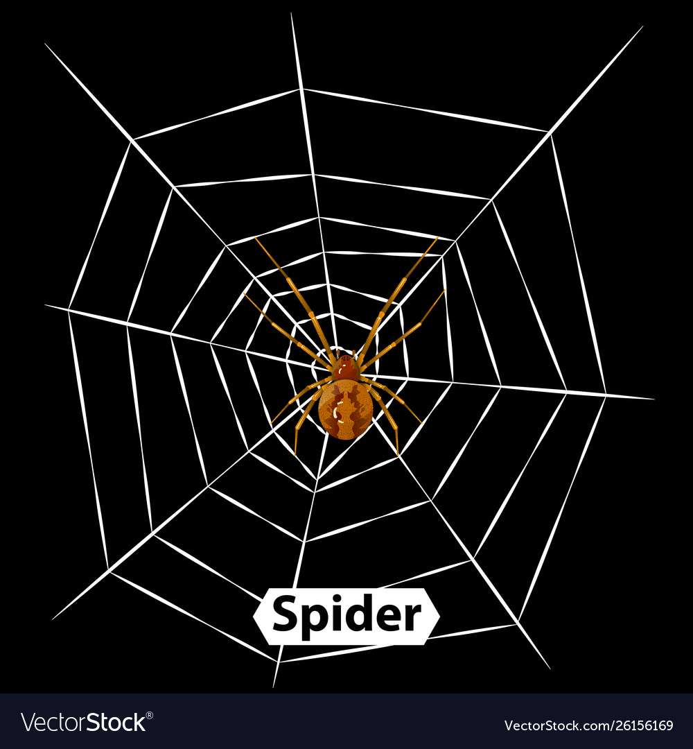 Spider cobweb and isolated