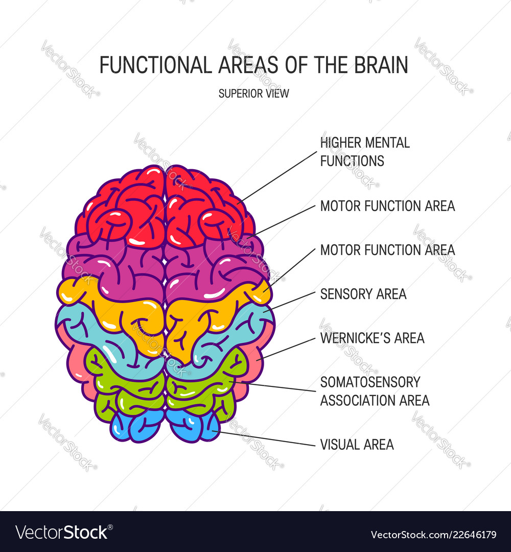 Human brain concept Royalty Free Vector Image - VectorStock