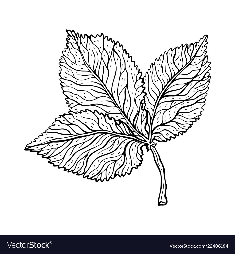 Beautiful detailed leaf botanical hand drawn