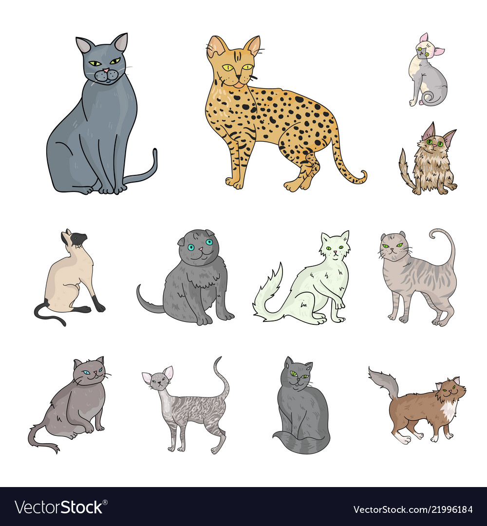 Breeds cats cartoon icons in set collection