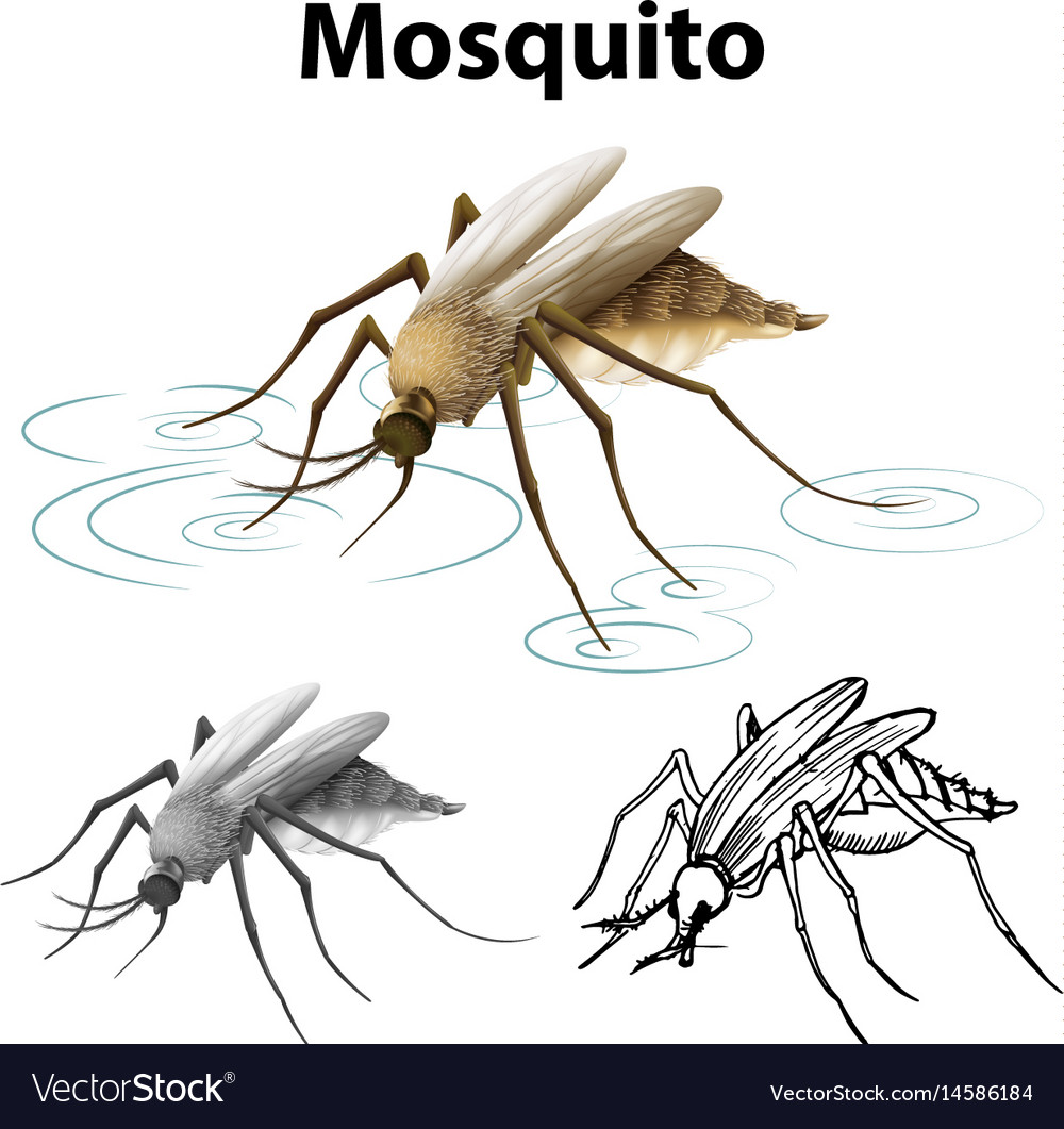 Mosquito Character Sketch