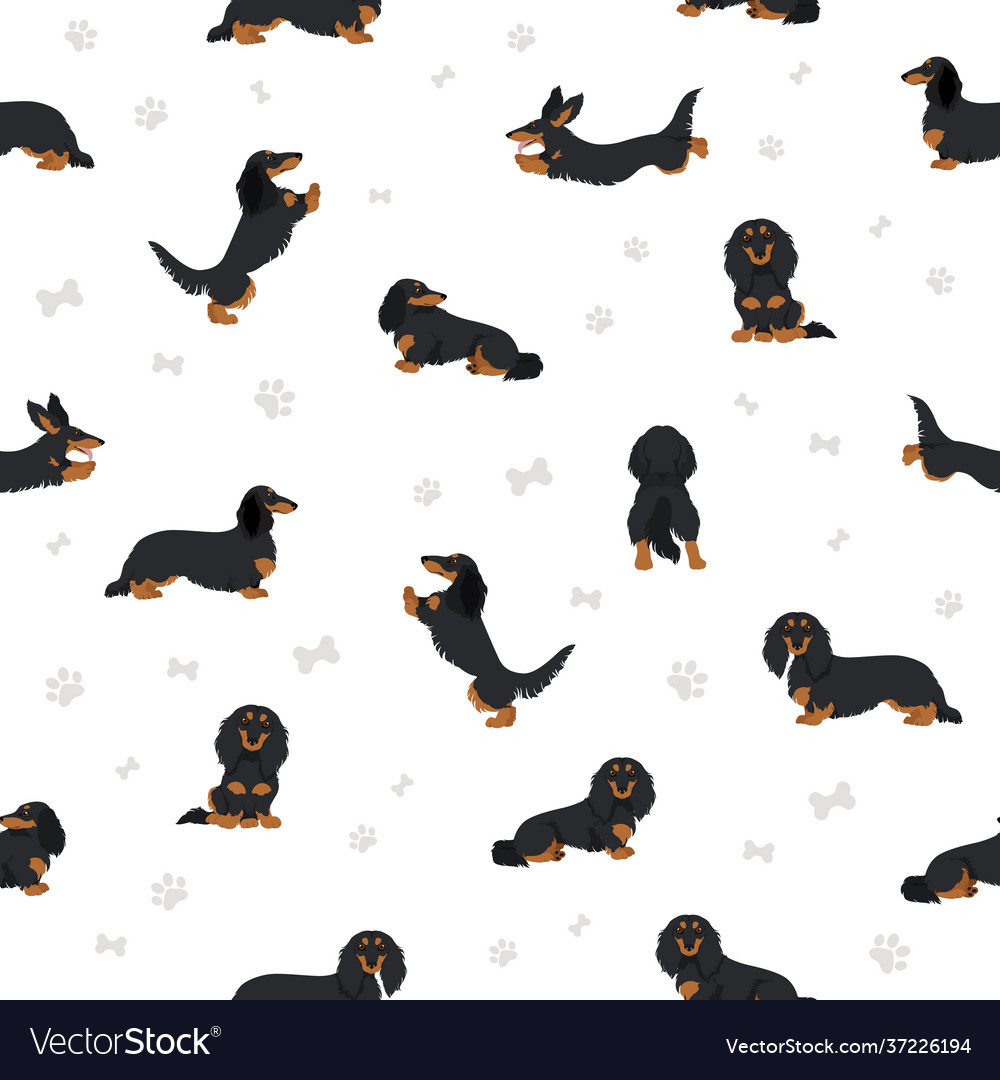 Dachshund long haired seamless pattern different