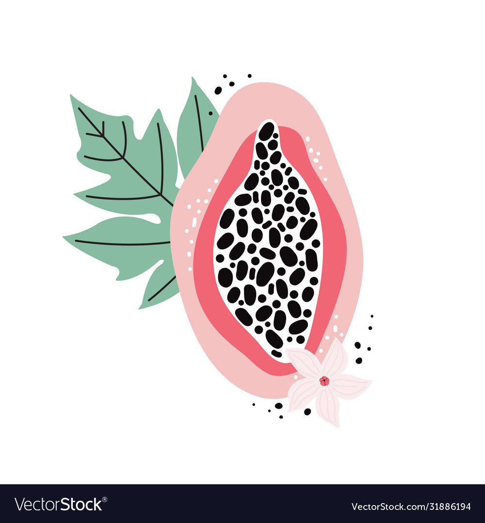 Hand drawn pink papaya isolated on white vector image Hand drawn pink papaya isolated on white