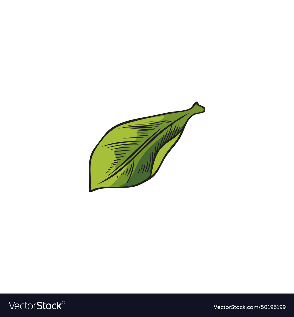 Acai one green leaf herbal tea foliage Royalty Free Vector