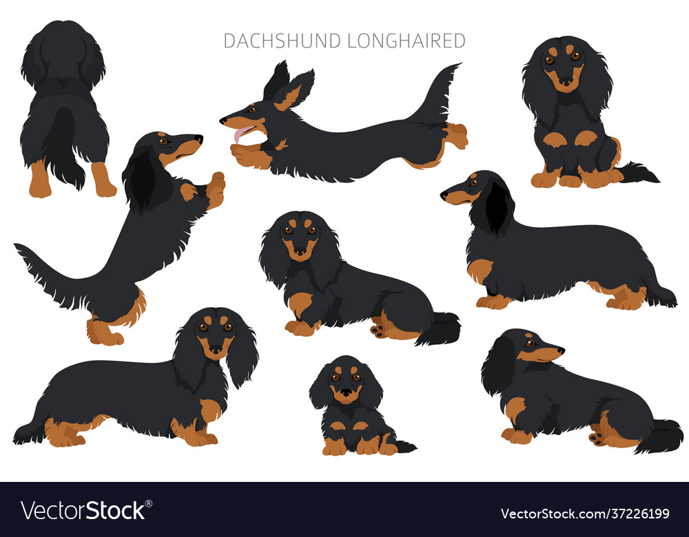 Dachshund lange Haare Clipart - Diverse Poses