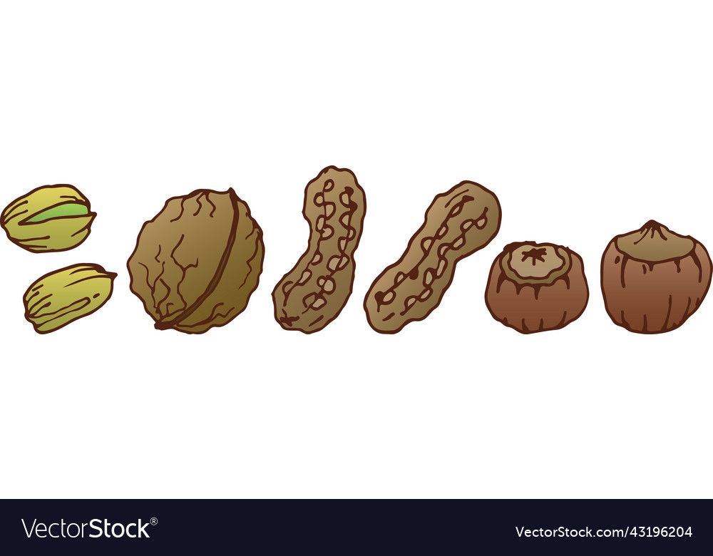 A set of nuts in shell Vector Image A set of nuts in shell