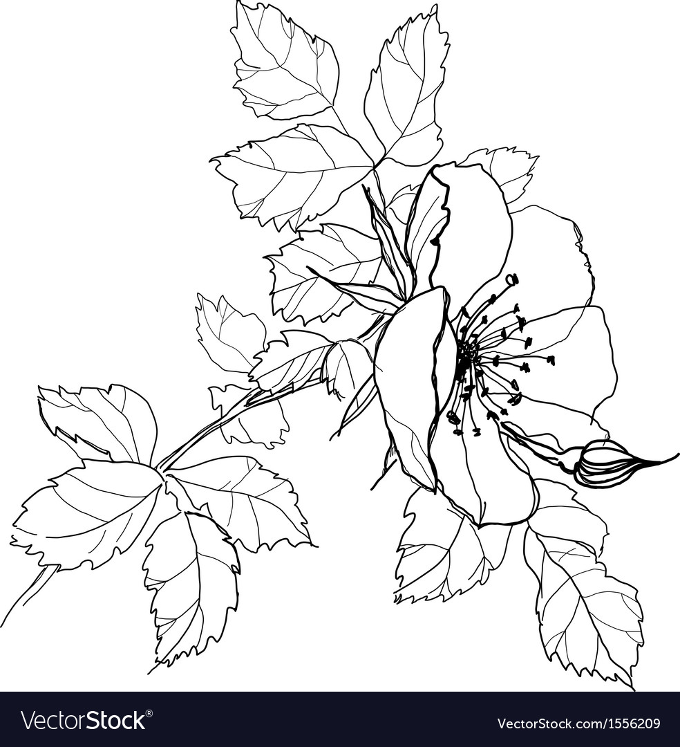 Rose flower pencil drawing Royalty Free Vector Image