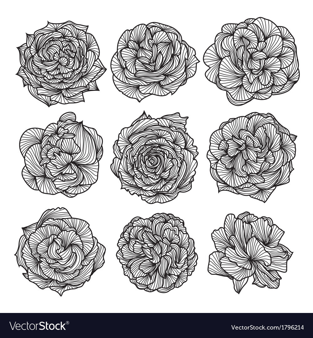 Decorative roses Royalty Free Vector Image - VectorStock