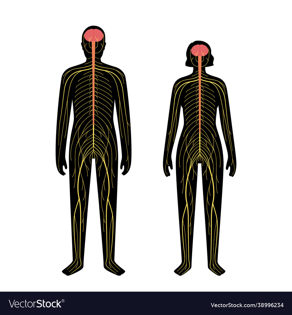 Human nervous system Royalty Free Vector Image