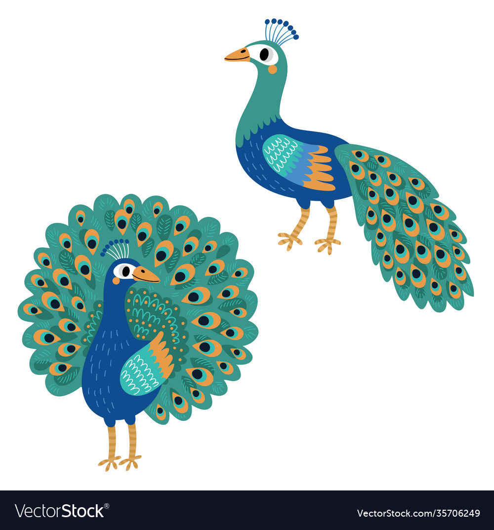 Peacock bird Royalty Free Vector Image - VectorStock