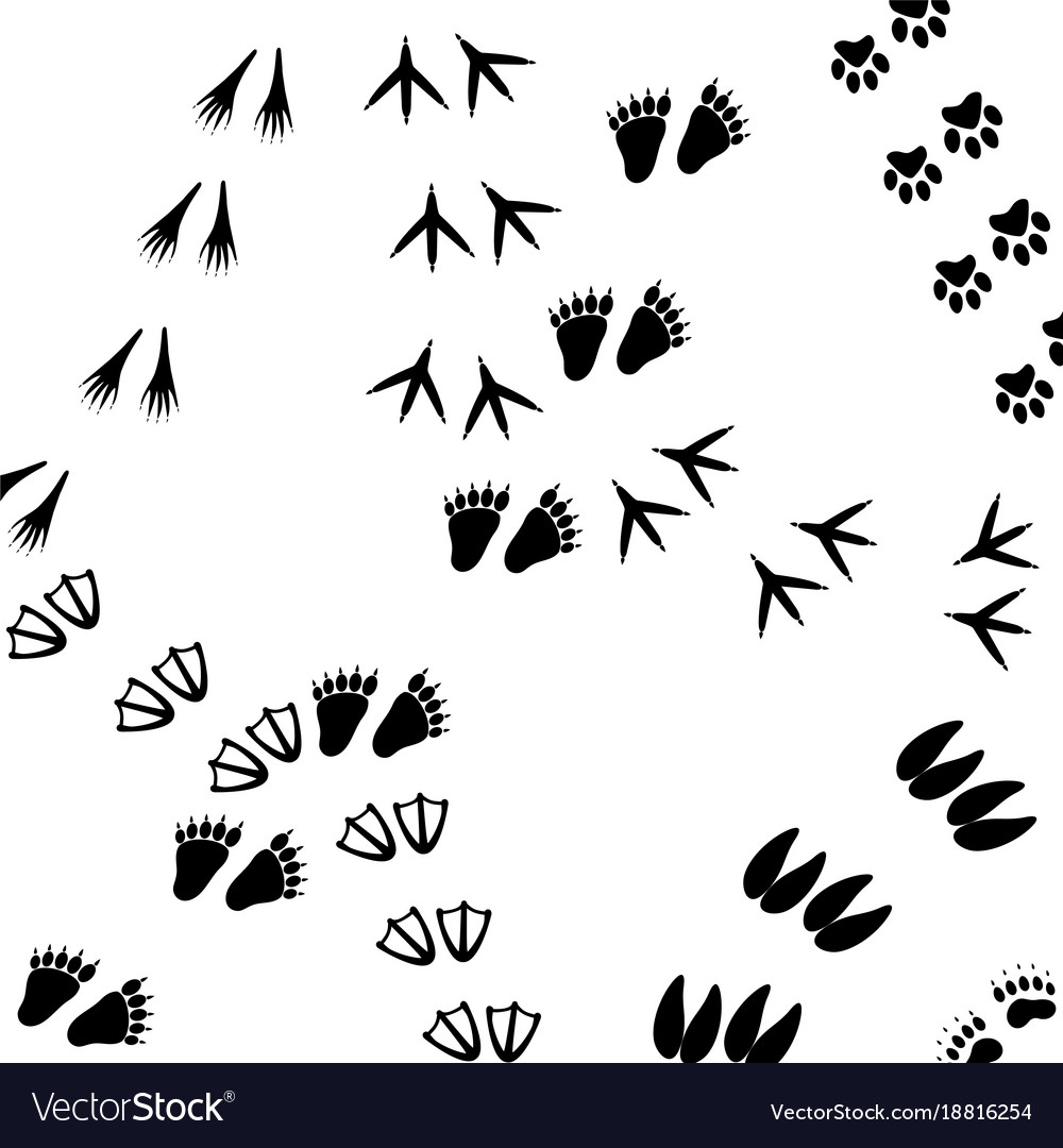 Fingerprint Patterns