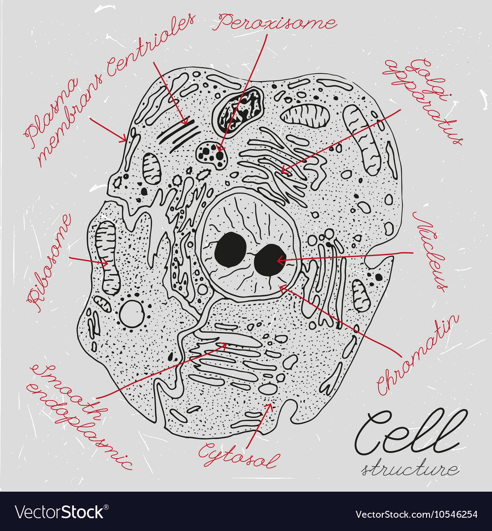 Hand drawn cell