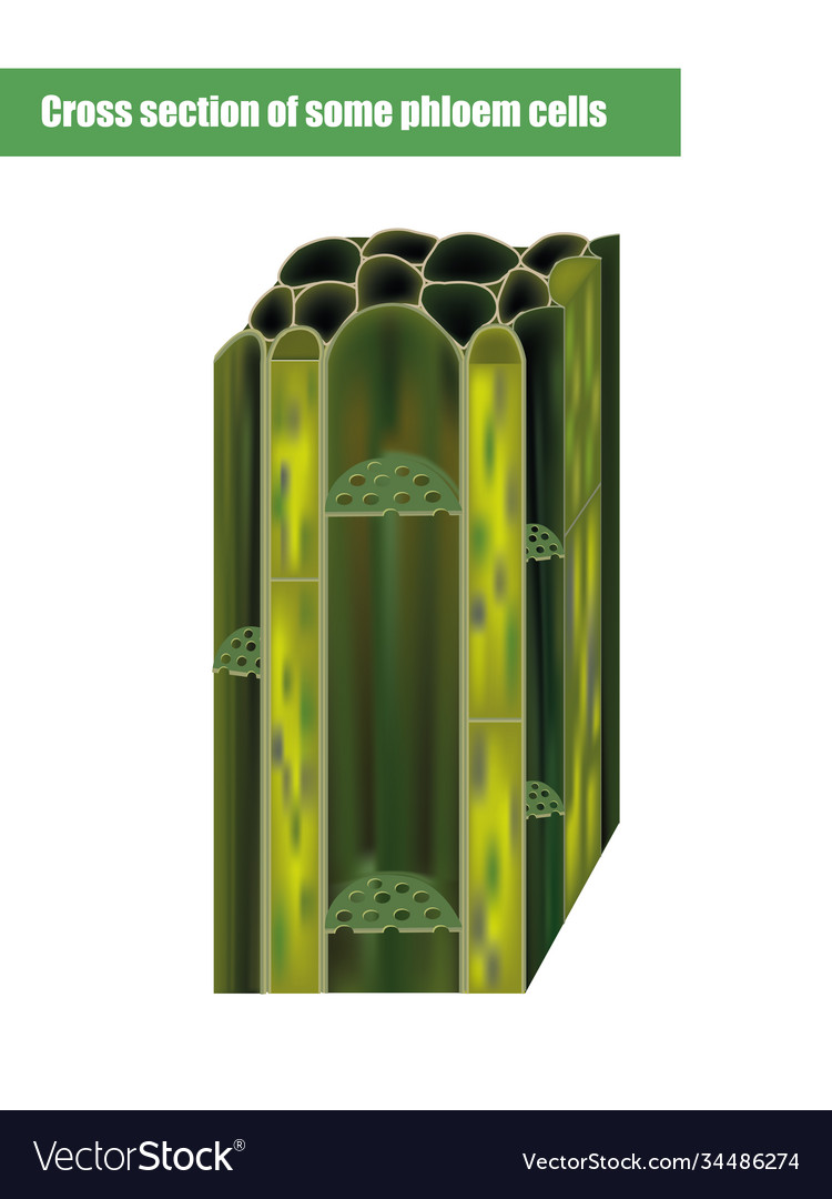 Cross Section Some Xylem Cells Royalty Free Vector Image 51 OFF