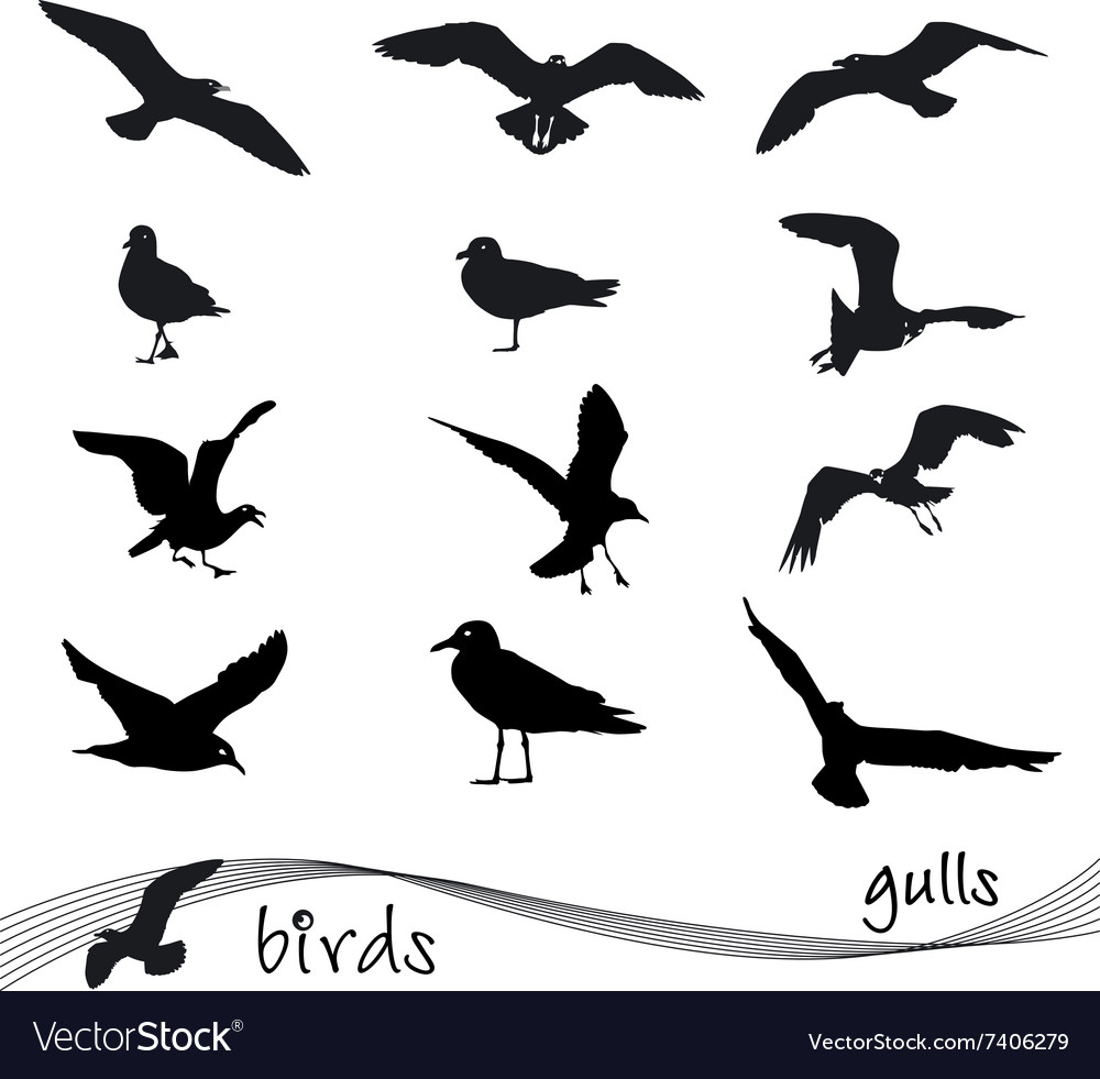 Collection of gull silhouettes