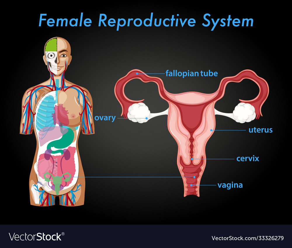 Information Poster Female Reproductive System Vector Image 0310