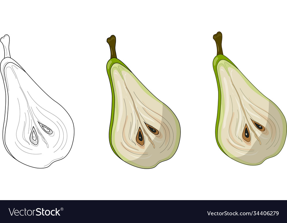 Realistic colorful pear half slice template set vector image Realistic colorful pear half slice template set