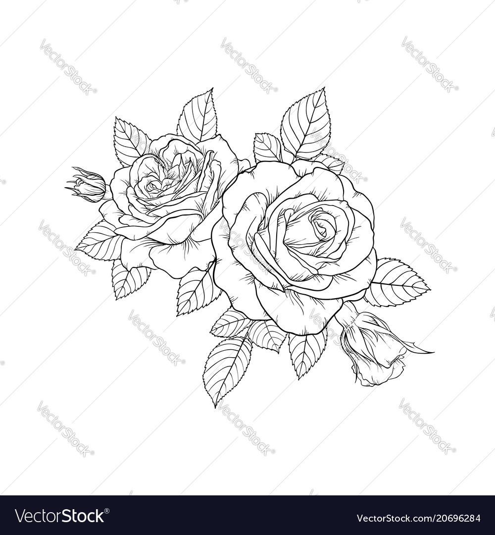 Beautiful black and white bouquet rose and leaves vector image Beautiful black and white bouquet rose and leaves