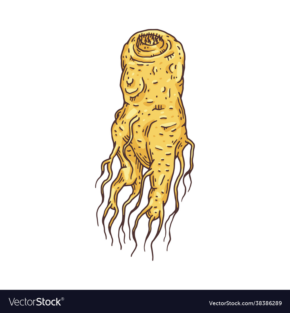 Hand gezeichnete Ginseng Wurzel Gravur geätzt Stil vector image Hand gezeichnete Ginseng Wurzel Gravur geätzt Stil