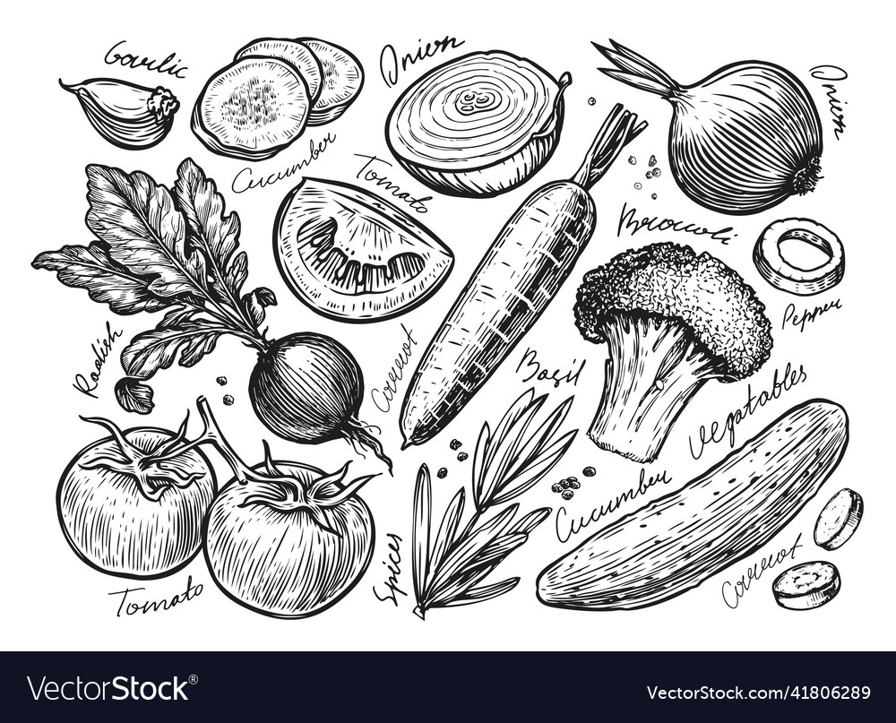 Vegetables set drawn sketch farm organic food Vector Image